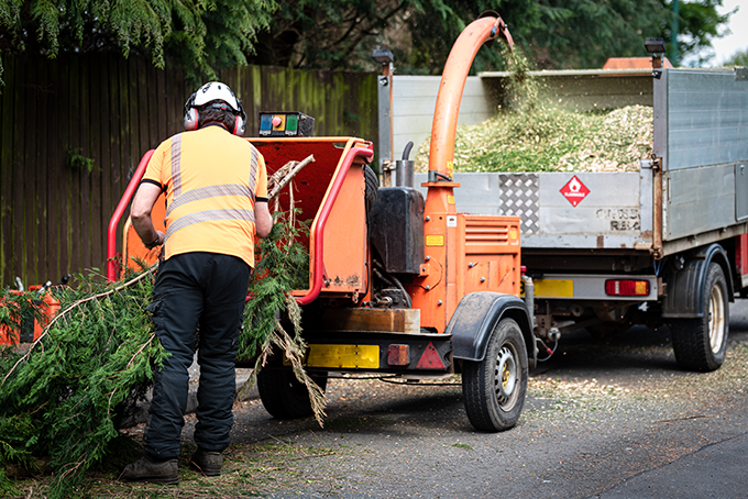 Tree Removal, Tree Trimming, Tree Pruning, Tree Stump Removal