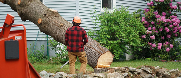 Expert Tree Removal Service for Safety and Aesthetics