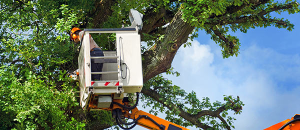 Precision Tree Trimming Service for Healthy Growth