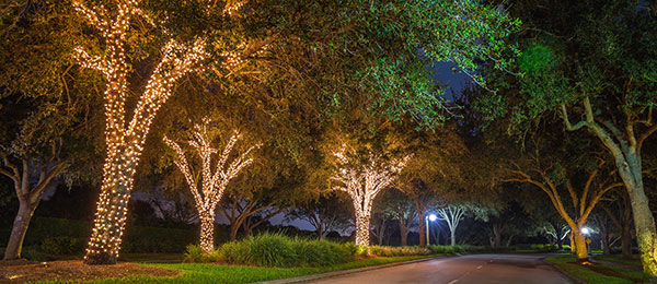 Stunning Tree Lighting to Enhance Your Outdoor Space