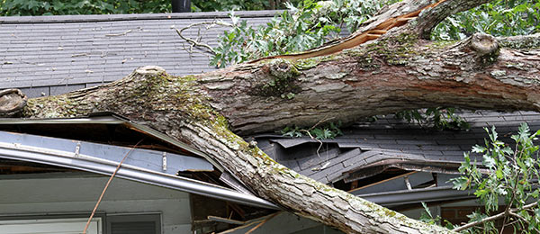 Effective Tree Damage Repair After Storms or Injury