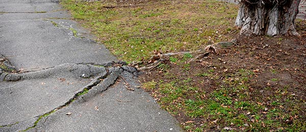 Advanced Tree Root Control to Protect Your Property