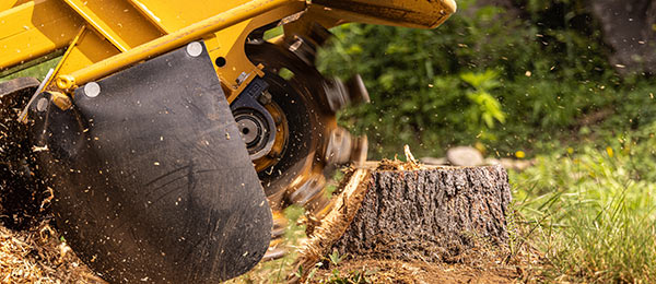 Efficient Stump Removal for a Clean Landscape